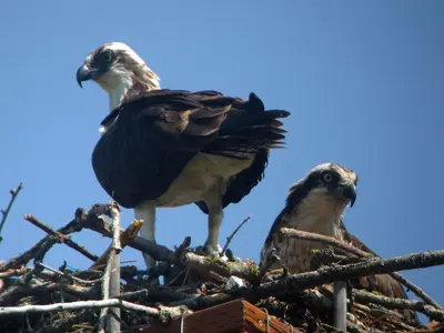 Osprey Pair - Flickr - GregTheBusker