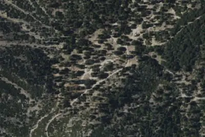 Deer Spring