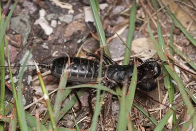 Mastigoproctus giganteus 4829155