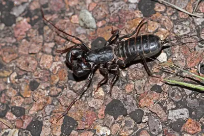 Mastigoproctus giganteus 4829149