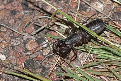 Mastigoproctus giganteus 4829156
