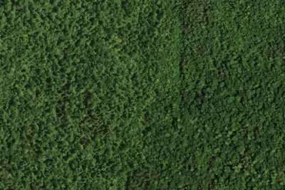 Camp site (NYSDEC)