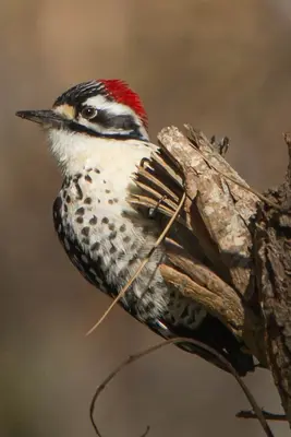 Male Nuttall's Woodpecker (picoides nuttalli) (8368479733)