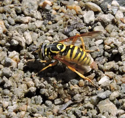 Spilomyia interrupta 32889187