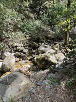 Uvas Canyon County Park 7 2023-06-03