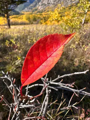 Fall Colors Beartooth RD CGNF, West Fork Rock and E Rosebud (52944109863)