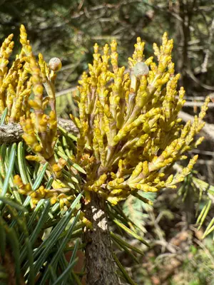 Arceuthobium microcarpum