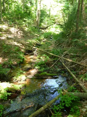 North Tea Lake West arm Sweet cold stream - panoramio