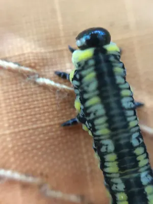 Diprion similis 228655756
