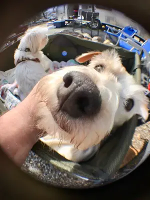 Gracie’s nose