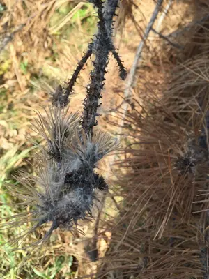 Herbicide Damage (51300268382)