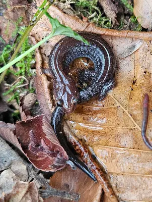 Plethodon ventralis (diff angle) near Silver Mine Creek, outside Hot Springs NC