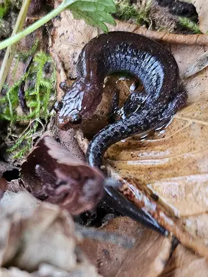 Plethodon ventralis near Hot Springs NC