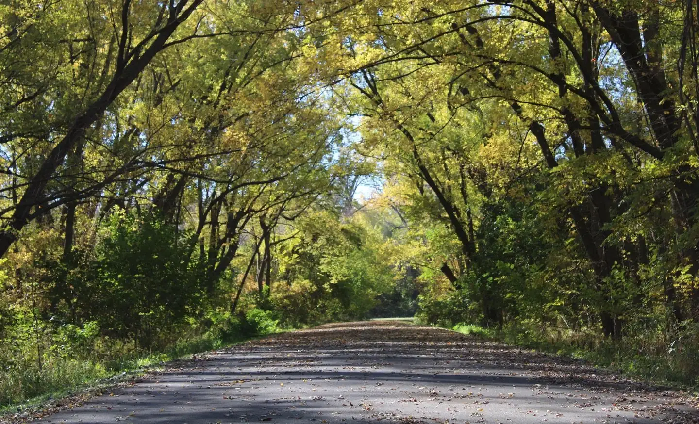 Cottonwood Roadway