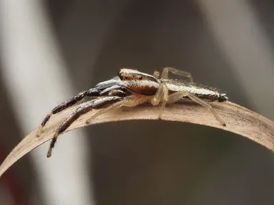 Hentzia grenada 113879186