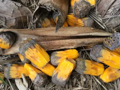 Hala tree seeds