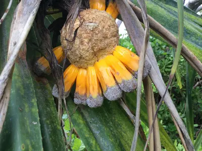 Hala tree fruit (ripe)