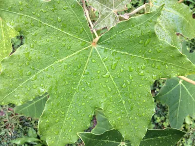 Kukui nut leaf