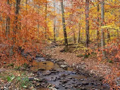 Small rocky creek lined with trees in orange and gold foliage.