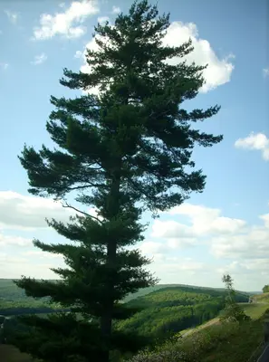 Lone tree 2 (5910125160)