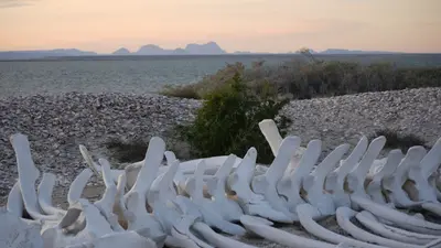 Baja Expeditions tour (6998636169)