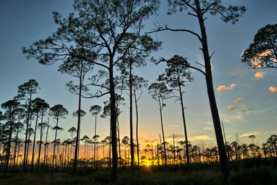 Charlton County, GA, USA - panoramio (8)