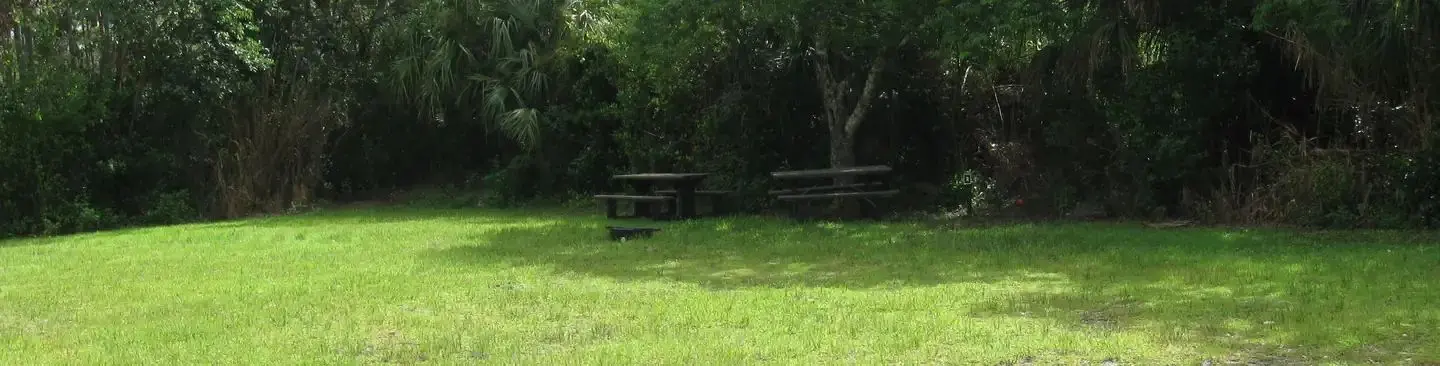 Shady Trees