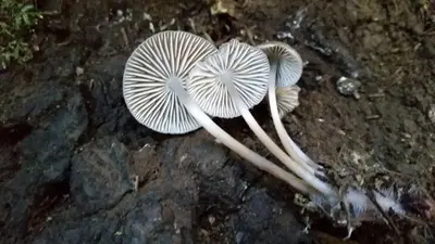 Mycena maculata 341225168