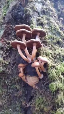 Psathyrella piluliformis 341395666