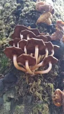 Psathyrella piluliformis 341395663