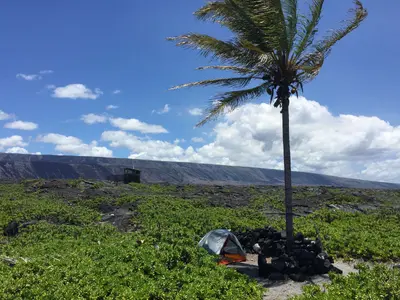 Palm tree campsite at ‘Āpua Point (31541803278)