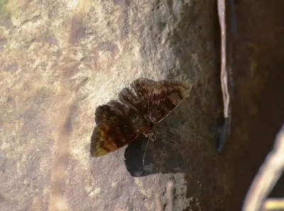 Pachyneuria licisca 25294329