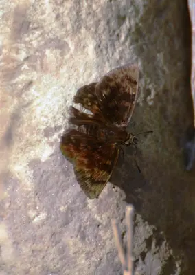 Pachyneuria licisca 25294364