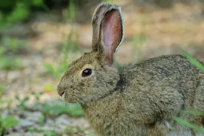 Lepus americanus PGJ 02