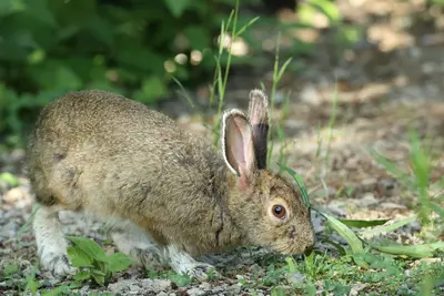 Lepus americanus PGJ 01