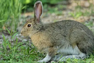 Lepus americanus PGJ 03