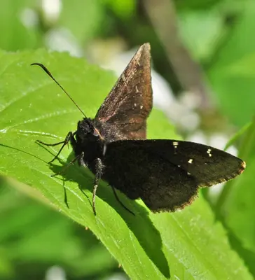 Northern Cloudywing (Thorybes pylades) (9061417439)
