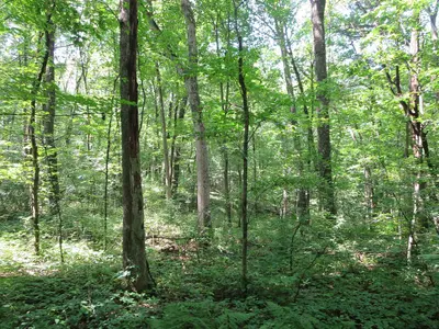 Driftless Area - panoramio (12)