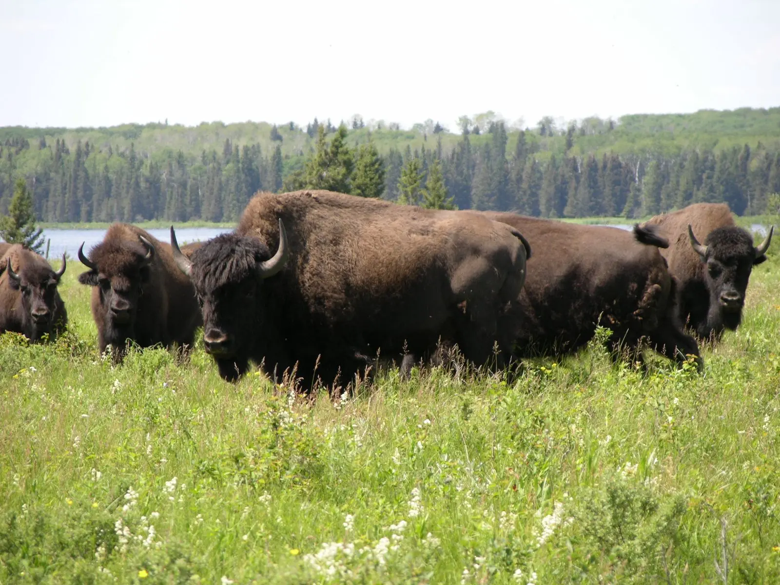 Photo of Riding Mountain National Park