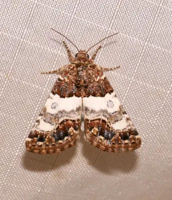Schinia albafascia 53426411