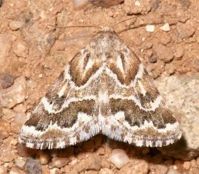 Schinia acutilinea 53428187