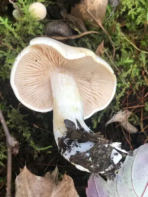 Hebeloma hiemale 164686100