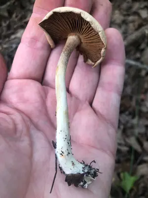 Hebeloma hiemale 164684933