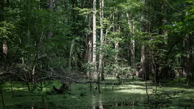 USA - Texas - Caddo Lake State Park - Mill Pond