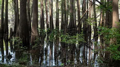 USA - Texas - Caddo Lake State Park - Mill Pond - 51348626448