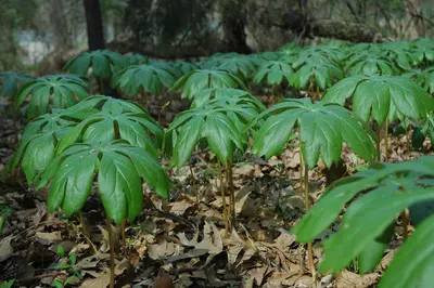 Podophyllum peltatum Single Leaf