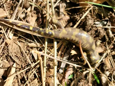 Ambystoma mavortium 136956932