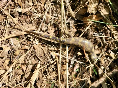 Ambystoma mavortium 136956951