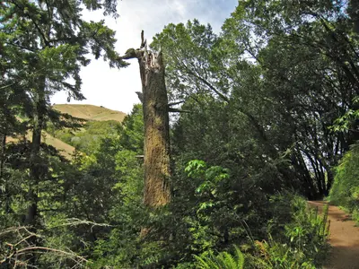 Samuel Taylor State Park. The view from trails along Devil's Gulch peers through a dense green canopy at the grassy hills above. - panoramio
