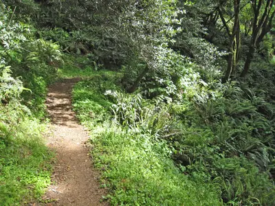 Samuel Taylor State Park. Ferny goodness in Devil's Gulch. - panoramio